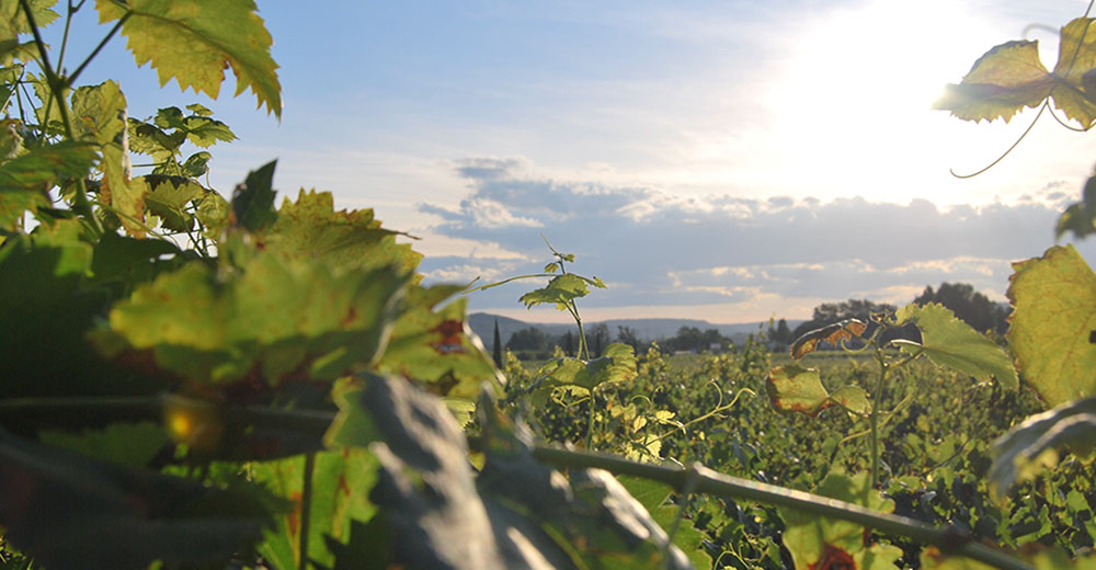 France Vineyard