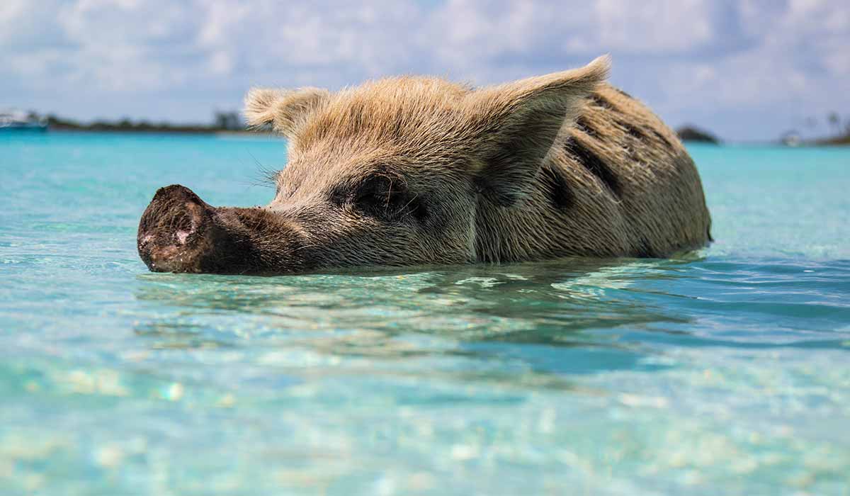 pig swimming in caribbean water
