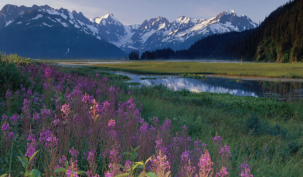 Anchorage Flowers