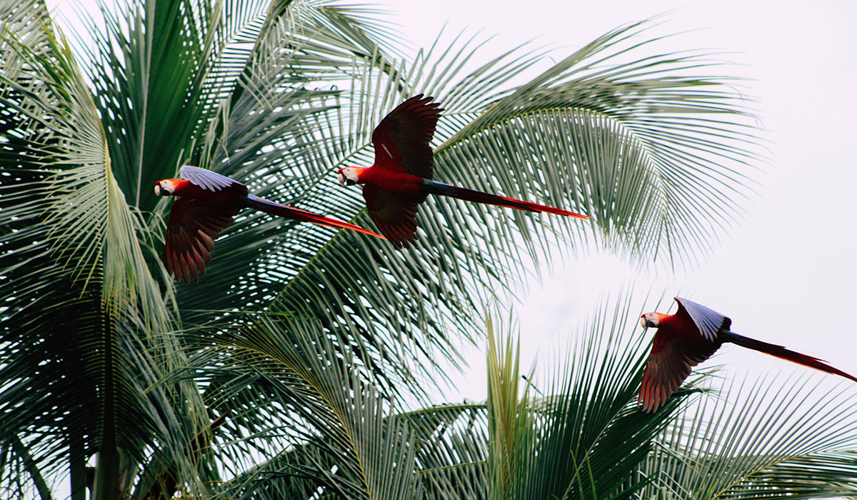 Guanacaste Province, Costa Rica Parrots Flying Palm Trees